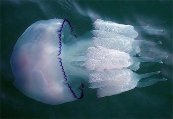 черноморская медуза