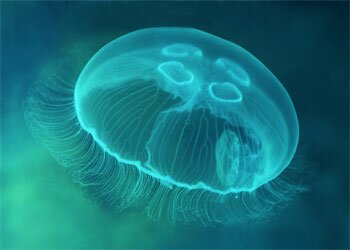 медуза в чёрном море