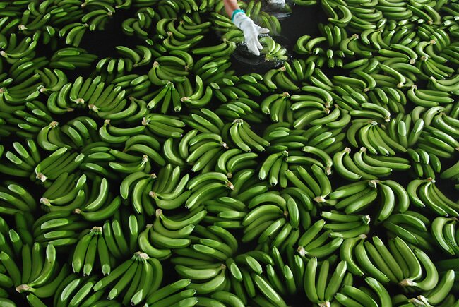 зелёные бананы